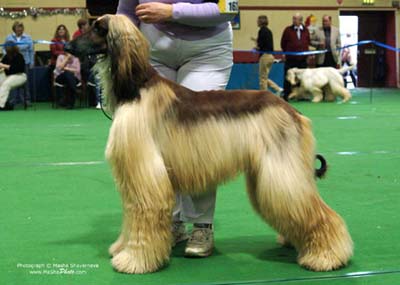 Graduate-Dog