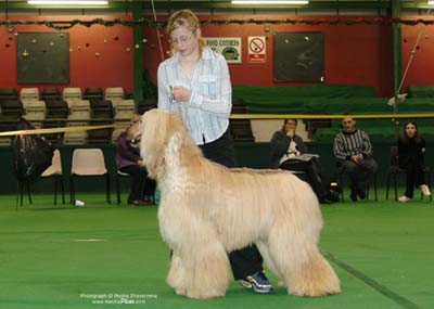 Junior-Handler-2
