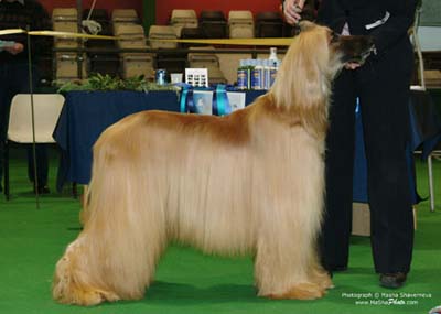 Veteran-Dog-7-10