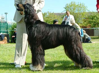 Junior-Dog-&-Res-BD