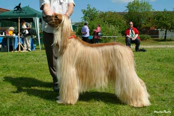 Limit-Dog