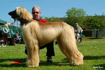 Maiden-Dog